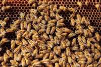 Rodziny pszczele, ramka wielkopolska
