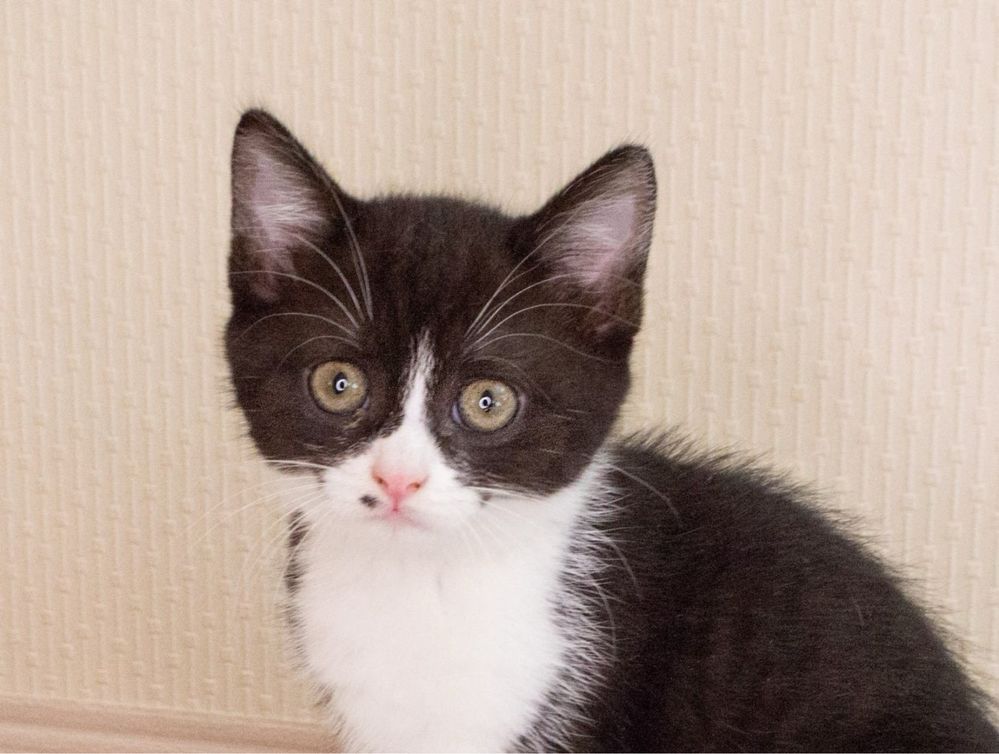 Котеня хлопчик Каспер  3,5 місяці