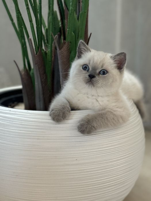 Чистокровний шотландський хлопчик Тернопіль