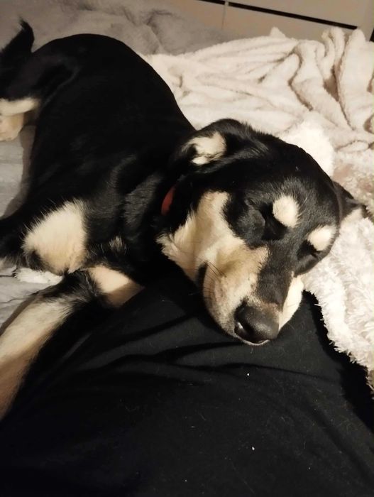 Spartunia młoda suczka do adopcji