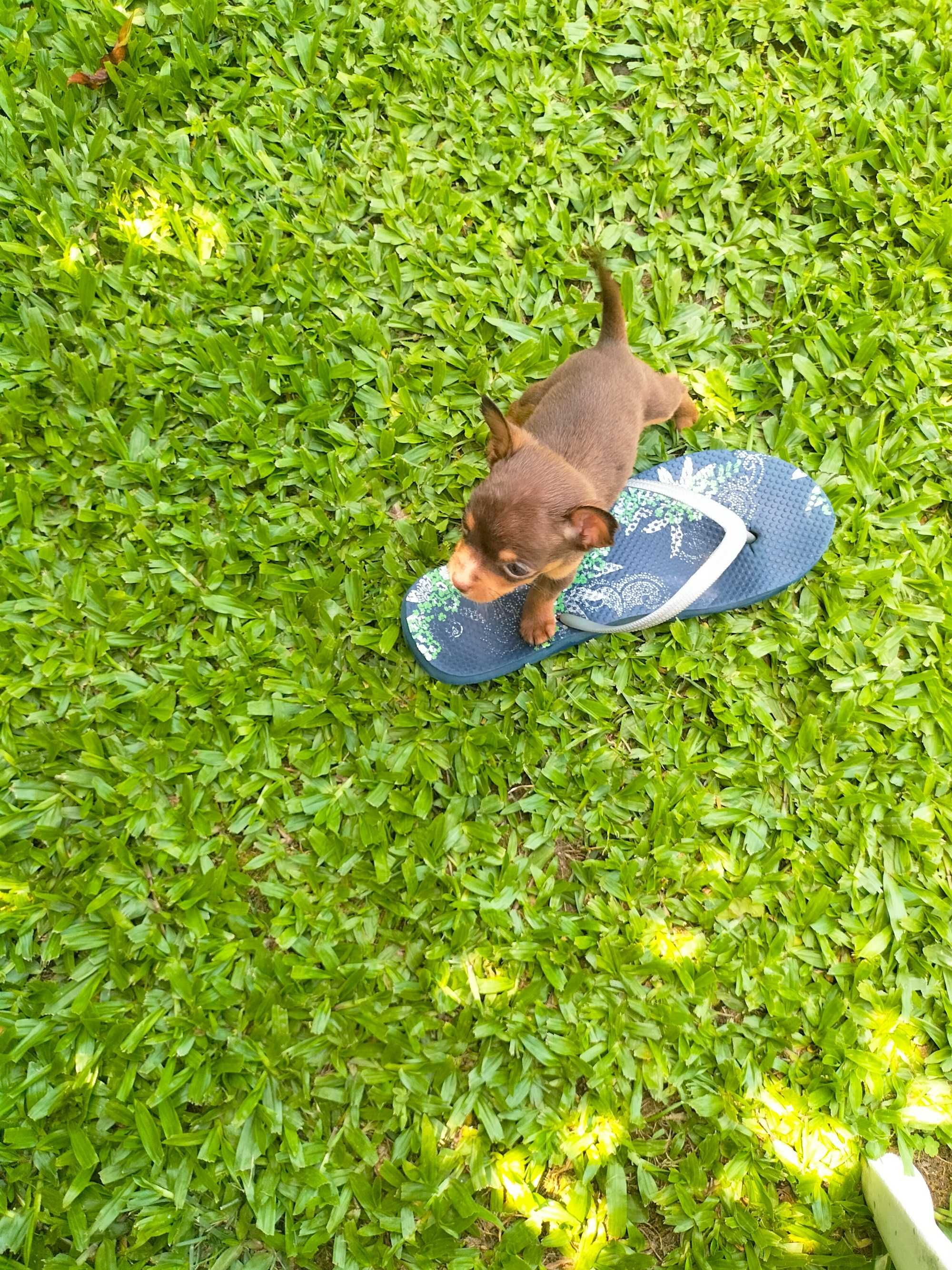 Pinscher fêmea tamanho zero