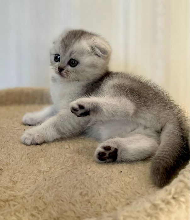 Висловуха кішечка