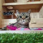 Gato com 2 anos para adopção Responsável - Scottish Straight