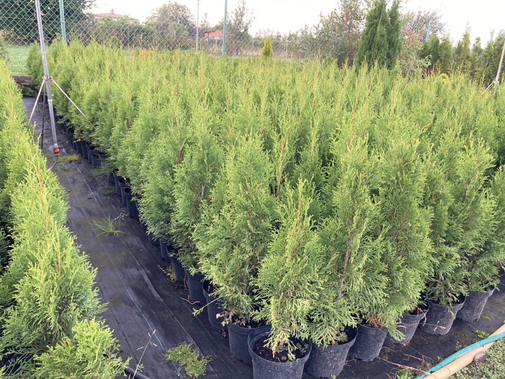 Tuja thuja szmaragd 50cm-70cm od 5,5zł