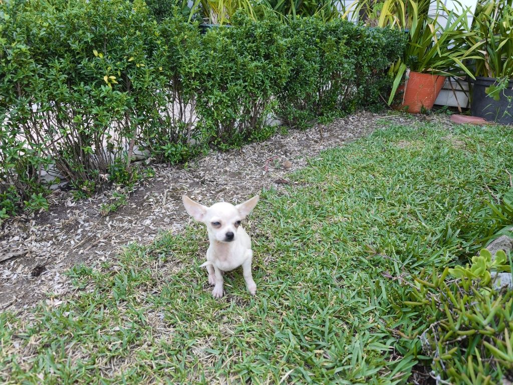 Chihuahua fêmea de pelo curto disponível para entrega imediata