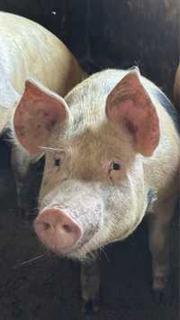 Свині живою вагою 70 грн/кг