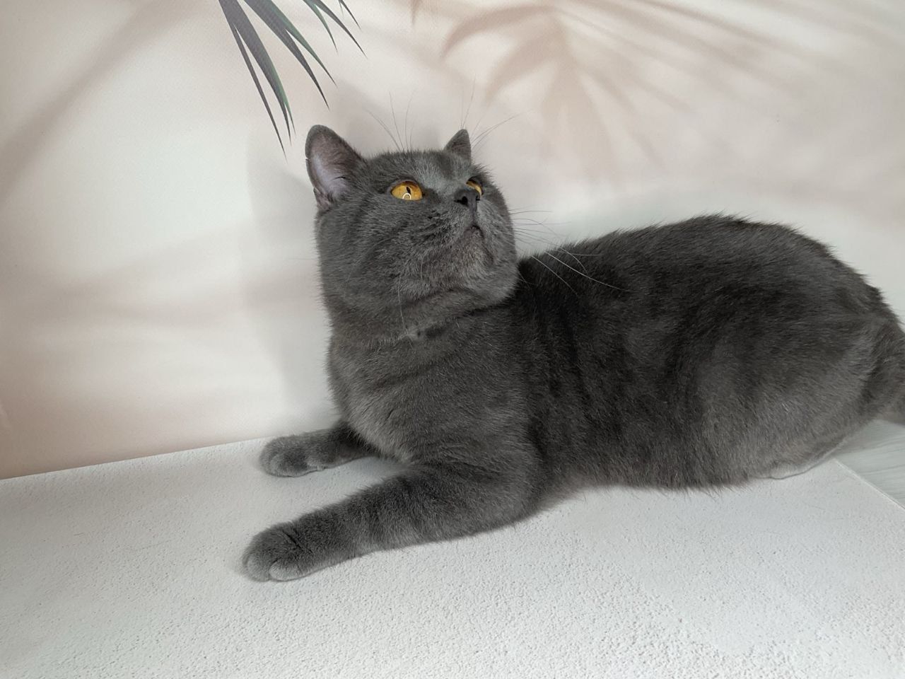 Котенята Шотландці