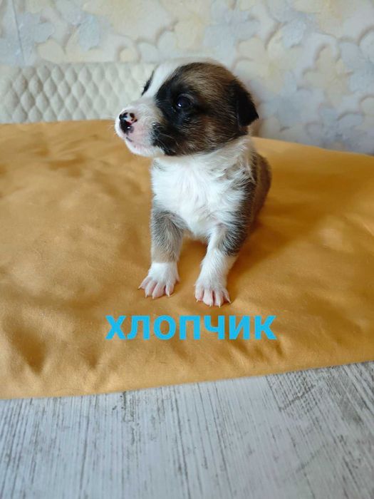 Цуценята шукають родину