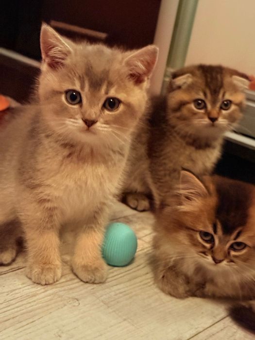 Шотландські Кошенята золотої шиншили