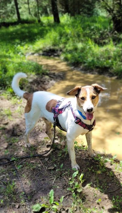 Duster – wyjątkowy pies do spokojnego domu, 5 lat, średniak