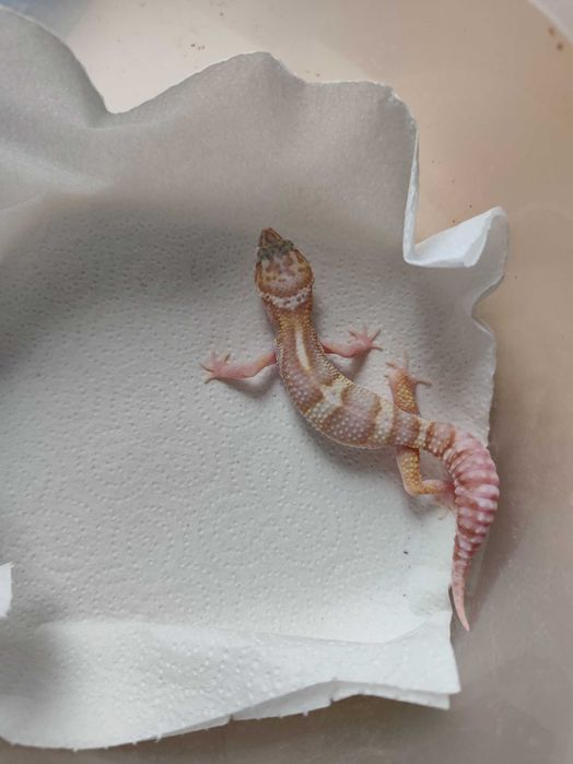 Sprzedam młodą samiczkę gekona lamparciego