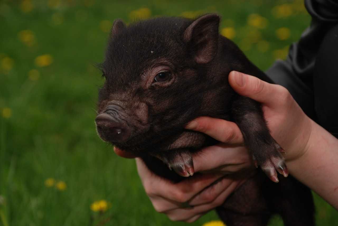 Поросята Mini Pig, карликовые свинки породы бергштрессер книрт