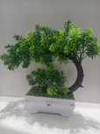 Piękne ozdobne drzewko Bonsai
