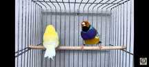 Diamantes gould do ano e de outros anos