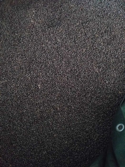 Łubin gorzki Karo poplon międzyplon ozimy