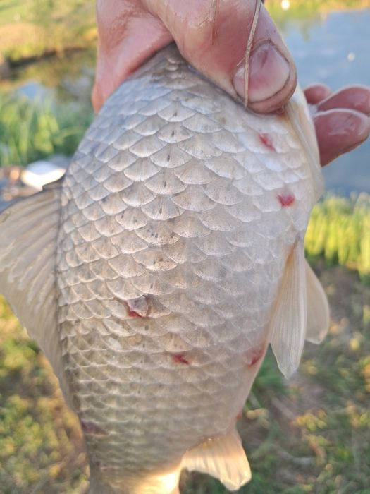 Вапно для ставків лікує від рибних кліщів очищає воду .