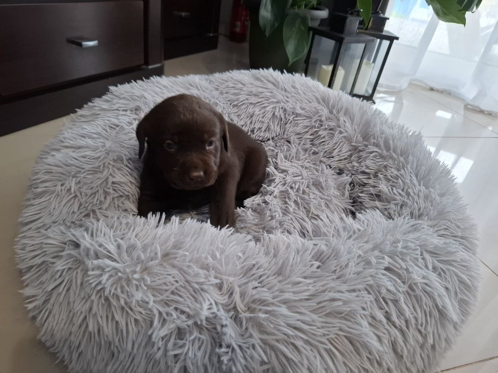 Labrador Retriever czekoladowy