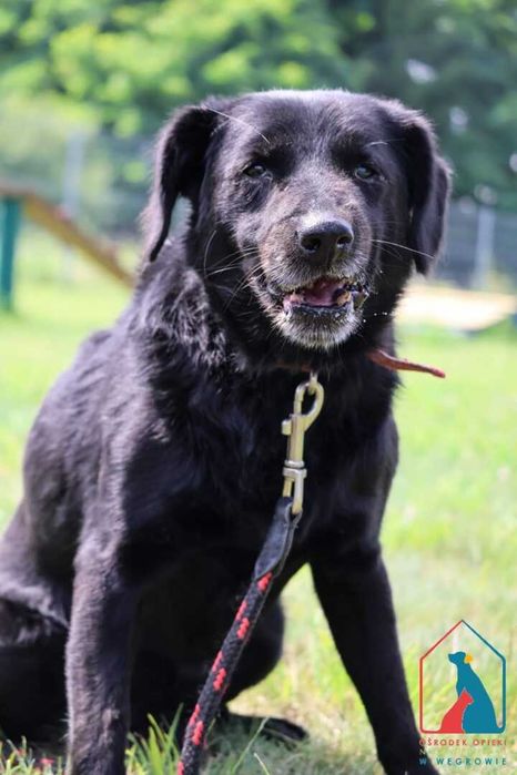 Mały starszy piesek Tufi szuka domu! Adoptuj!