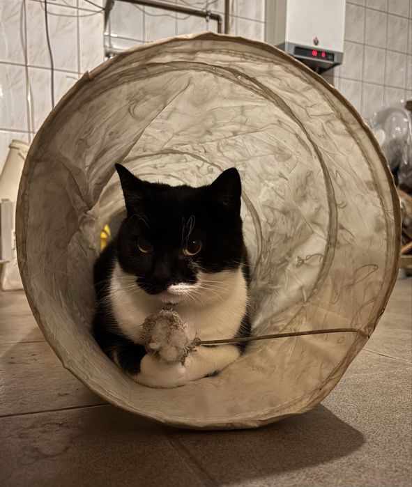 Pokochaj kotkę Dianę - adopcja