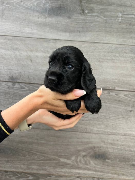 Англійські кокер спанієлі щенята 4місяці! АКЦІЯ!Є Хлопчики