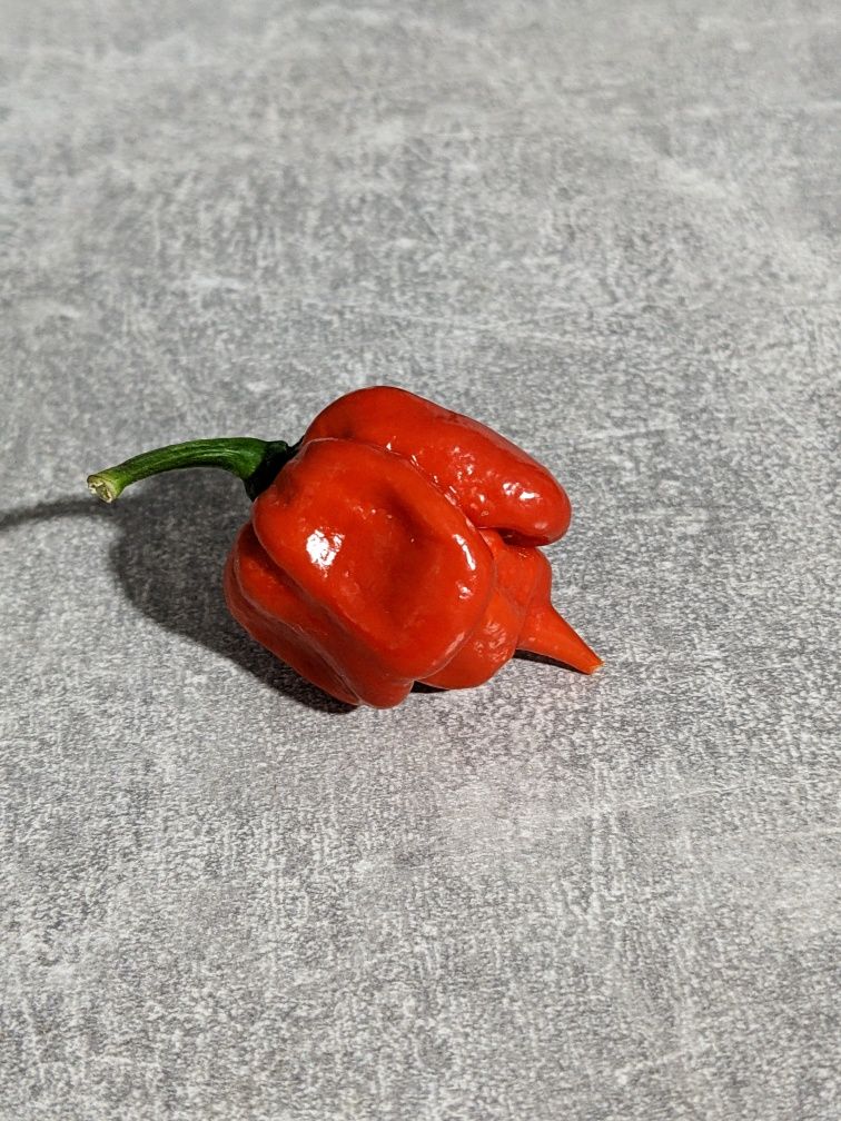 Свіжий перець Кароліна ріпер (Каролінський жнець / Carolina Reaper)