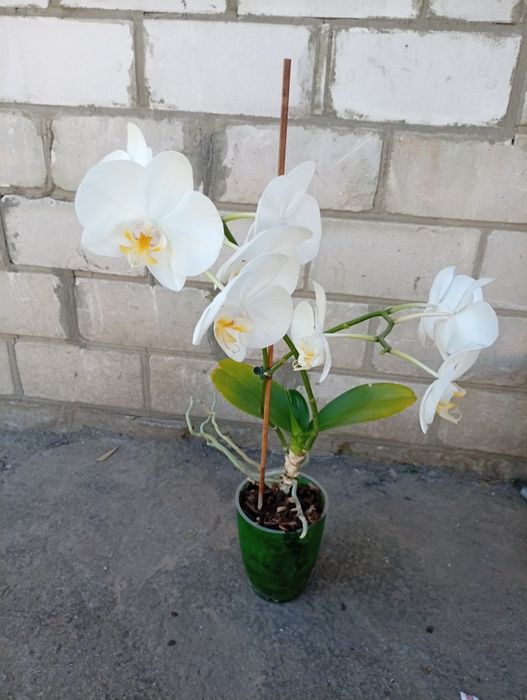 Продам орхідеї срочно