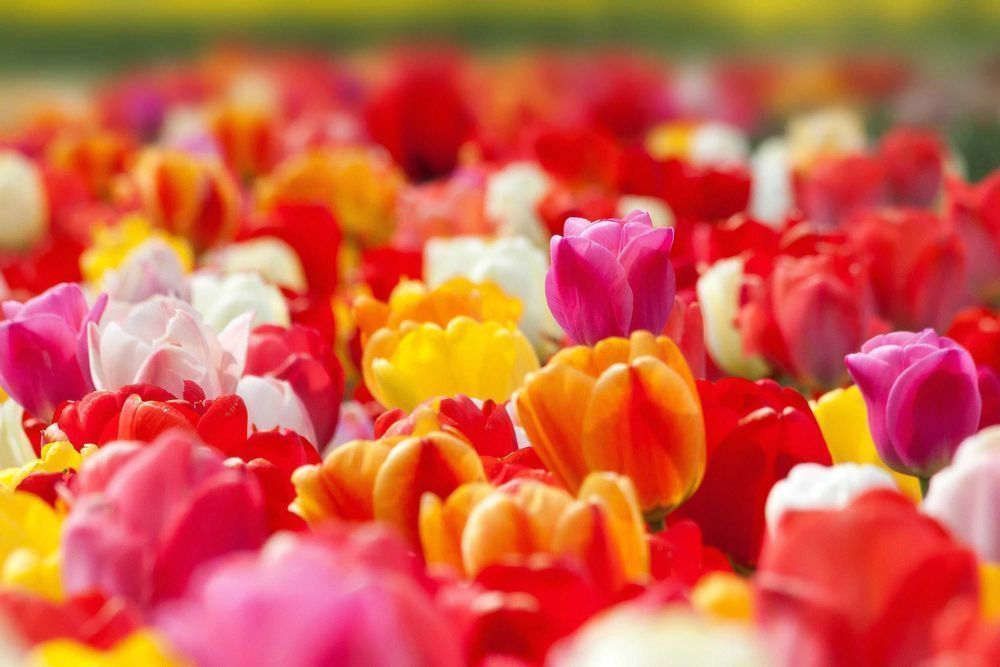 Cebulki TULIPANÓW  Tulipan zestaw mix mieszanka Tulipany KWIATY kolory