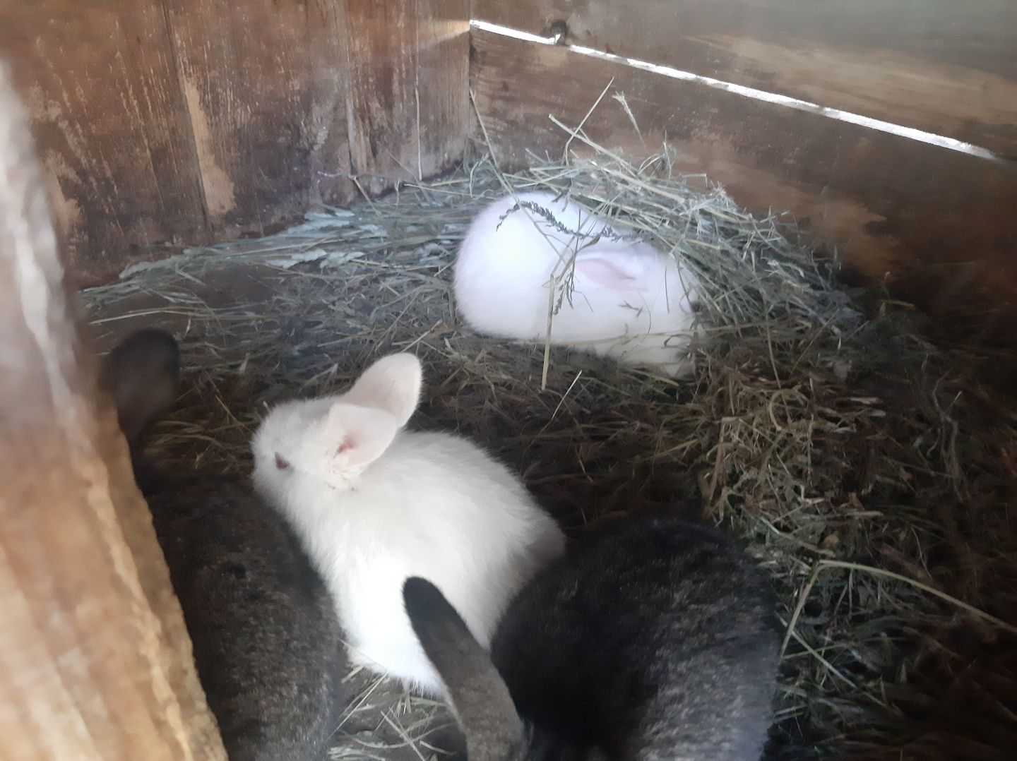 Кролі віком 2 місяці, кролики