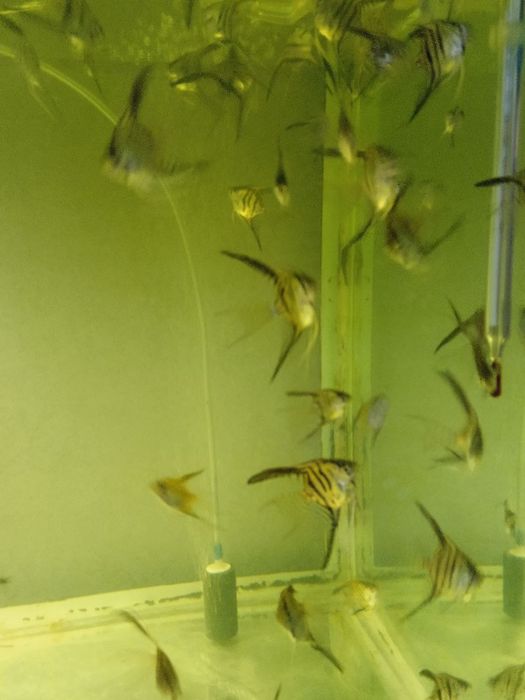 Риби. Скалярії. Акваріумістика