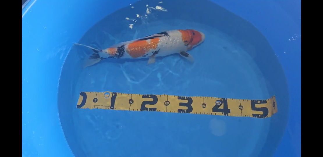 Carpas  Koi 45cm