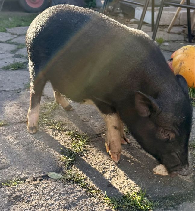 Sprzedam świnki wietnamskie Cena do negocjacji!!!