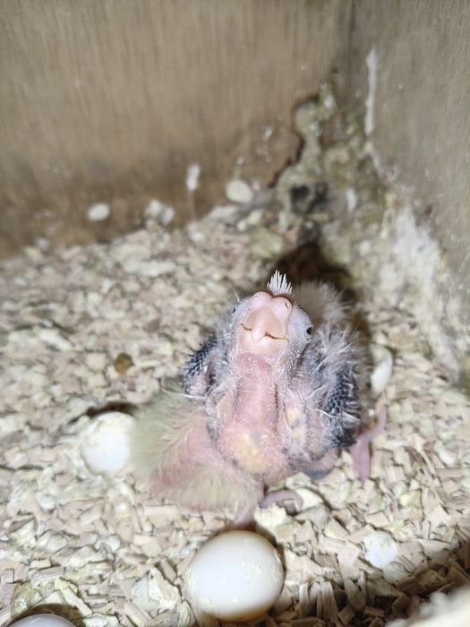 Caturras e roseicollis criar mão