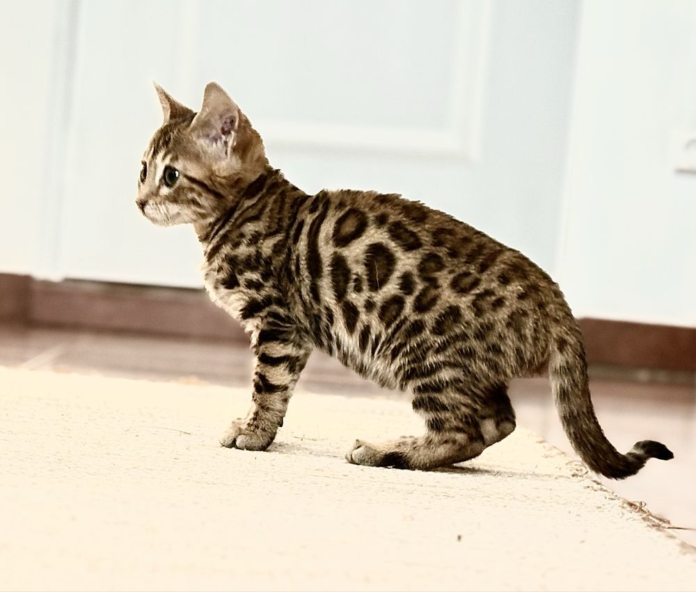 Gato Bengal c/pedigree e afixo