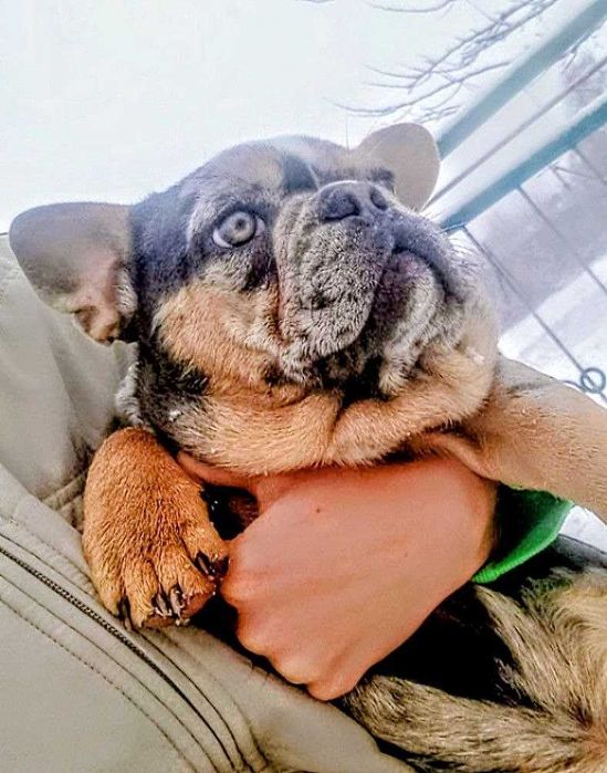 Малюки-французики вже готові зустріти своїх нових господарів!