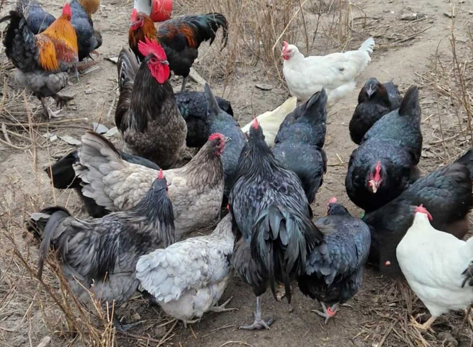 Jaja lęgowe, duże rasy na jednym wybiegu