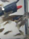 C/Oferta Guppys adultas prenhas