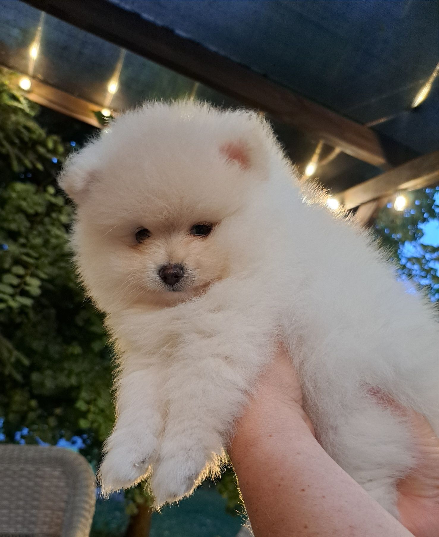 Szpic miniaturowy Pomeranian