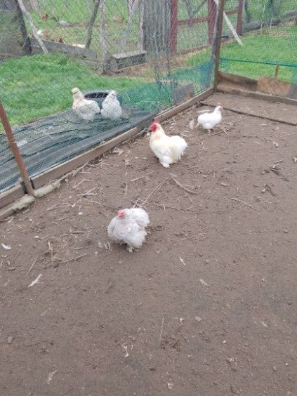 Sprzedam różny drob