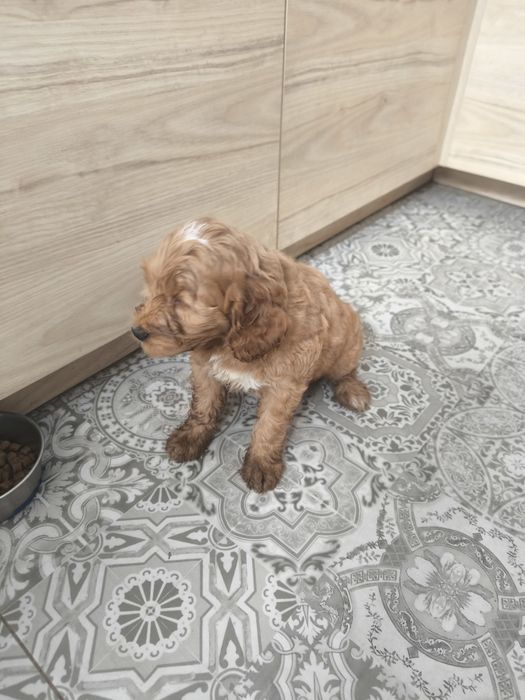 Cockapoo F1 Cudny piesek