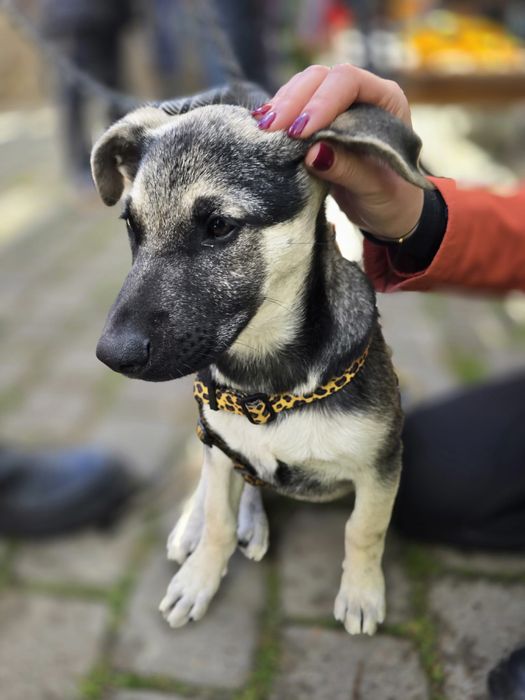 Cudowny szczeniak Oreo szuka domku