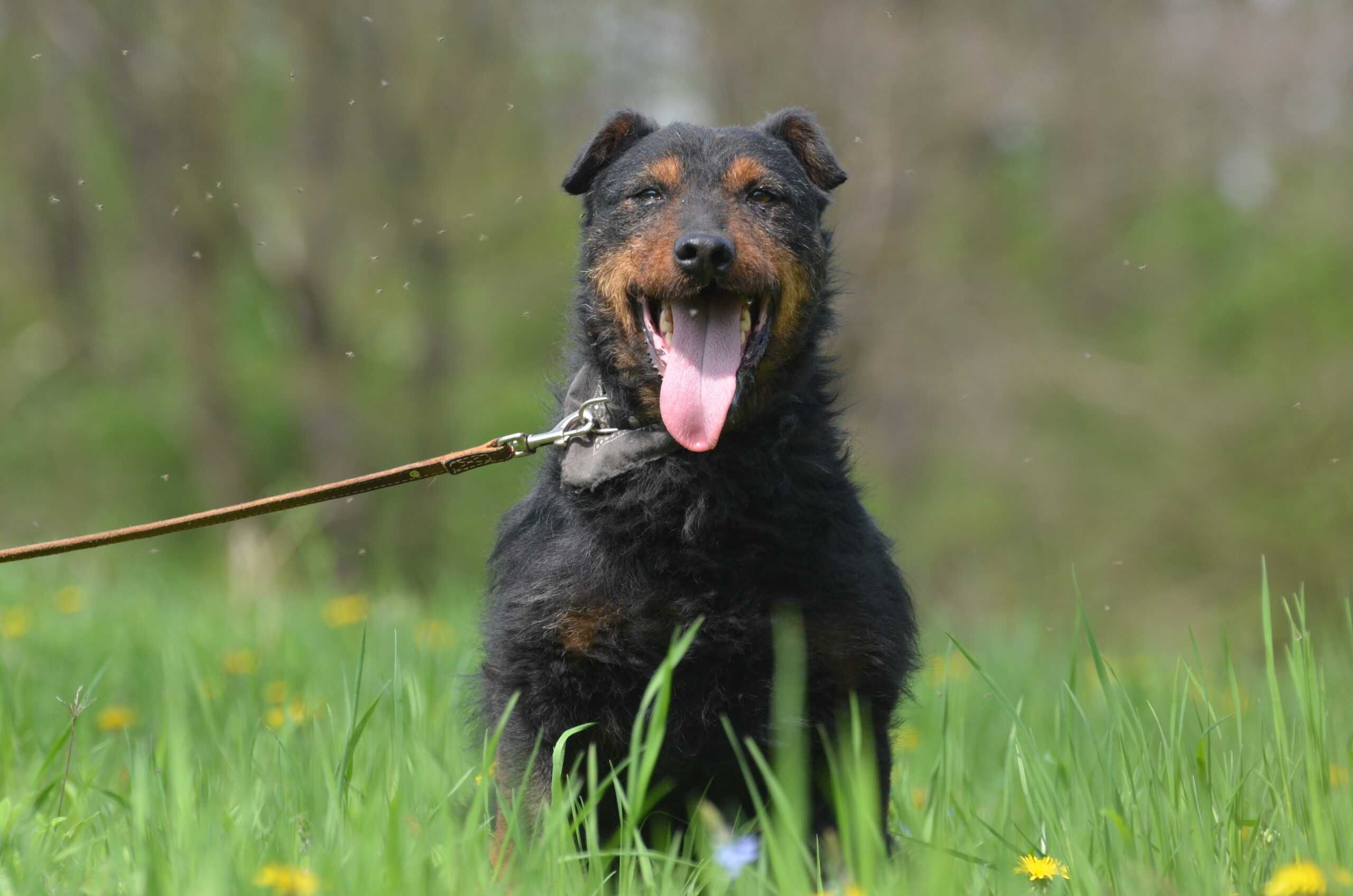 GACEK- do adopcji