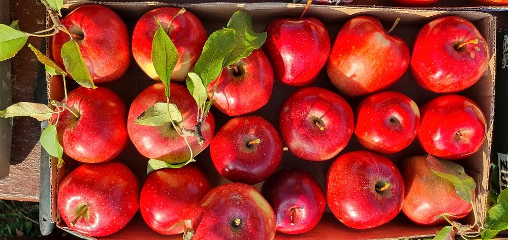 Jablko Ligol Red sprzedam jabłka nie pryskane