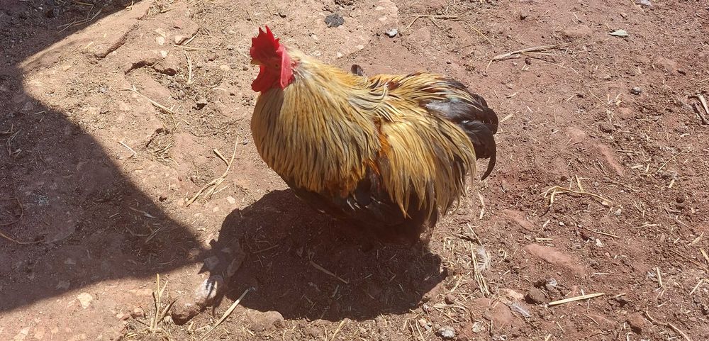 Frangos e Galos do Campo