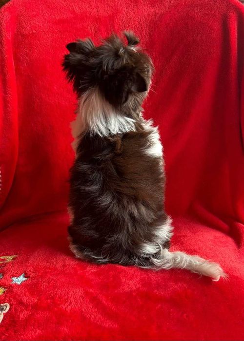York-Yorkshire terrier Biro
