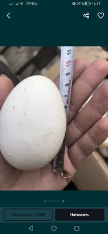 Яйцо білих гусей