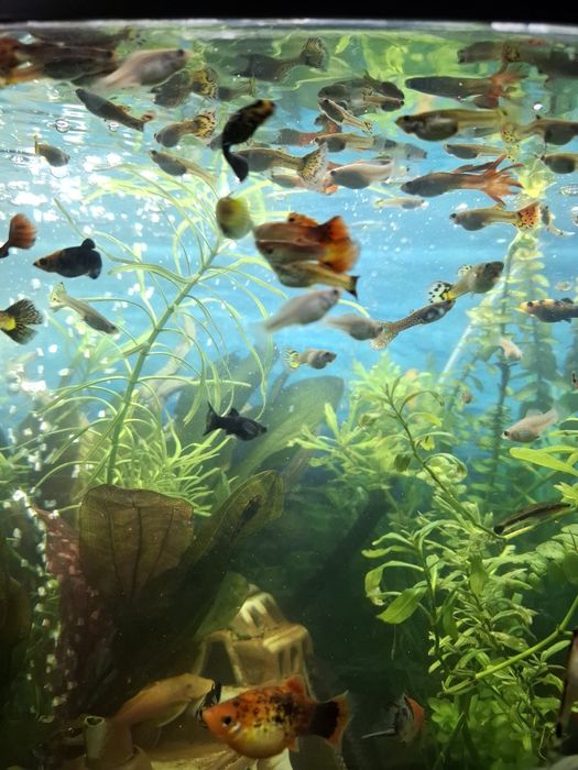 Rybki akwariowe, Żyworodne.Gupiki