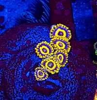 Zoanthus LA Lakers .  Zoa Zoanthid . Koralowiec . Akwarium morskie