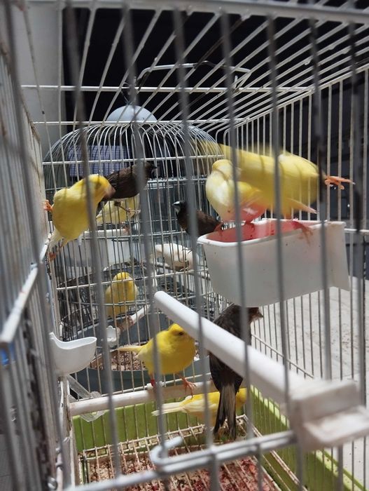 Canários arlequins e amarelos