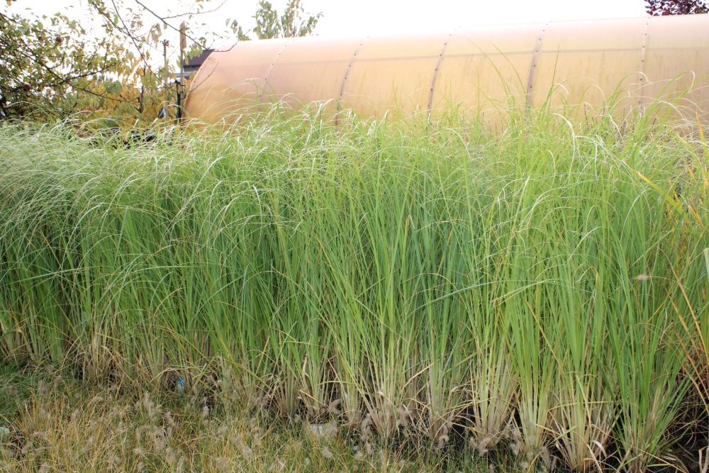 Trawa pampasowa w doniczce 0,5L WYSYŁKA