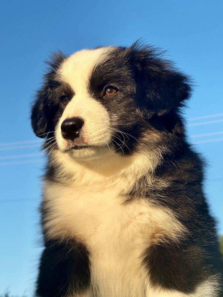 Amerykański owczarek miniaturowy- MAS - Mini Aussie- piesek FCI